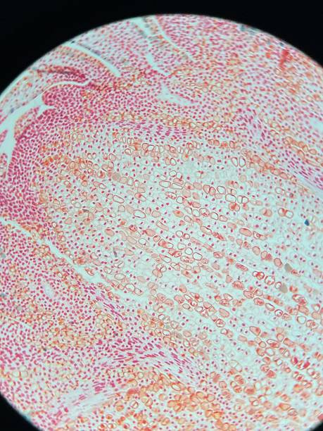 istock Microscopic view of plant tissue 2253407310