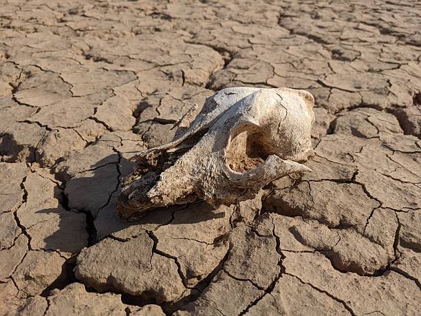 istock Weathered animal skull on cracked dry earth 2253407419