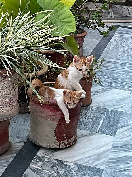 istock Brown and white Kittens playing in a pot 2253408371