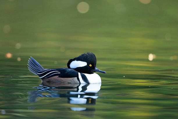 istock Hooded Merganser 2253409795