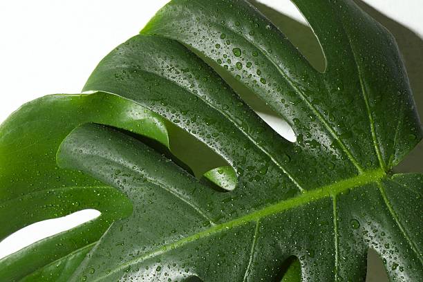 istock Green monstera leaves on white background 2253411411