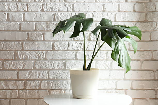 istock Green monstera in a flowerpot on the table 2253413529
