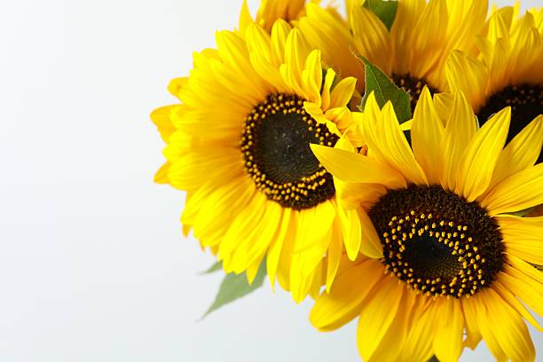 istock Beautiful sunflowers on a white background 2253414497
