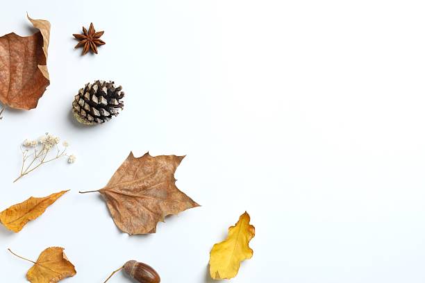 istock Various autumn leaves on white background 2253415742