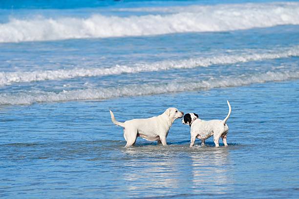 Dogs having fun in Carmel, California dog beach.