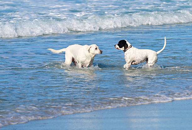 Dogs having fun in Carmel, California dog beach.