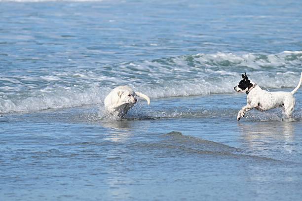 istock Dogs playing on the beach 2253415863