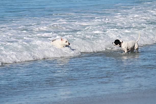 Dogs having fun in Carmel, California dog beach.