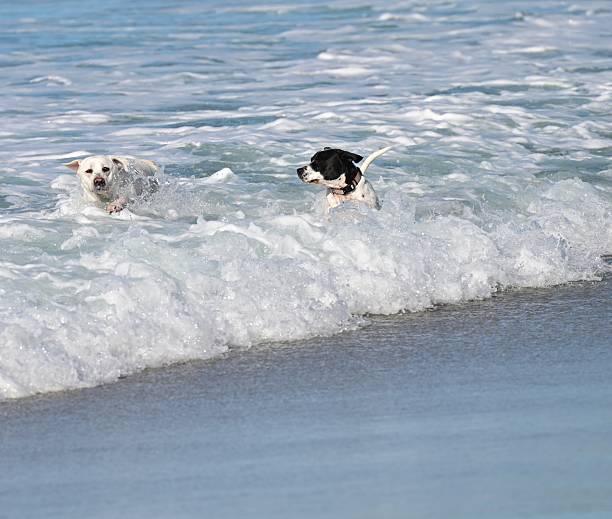 istock Dogs playing on the beach 2253415873