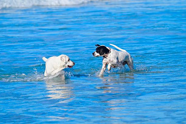 Dogs having fun in Carmel, California dog beach.