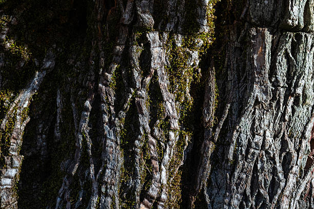 Moss-covered old tree bark texture, deep cracks, and the natural life cycle.