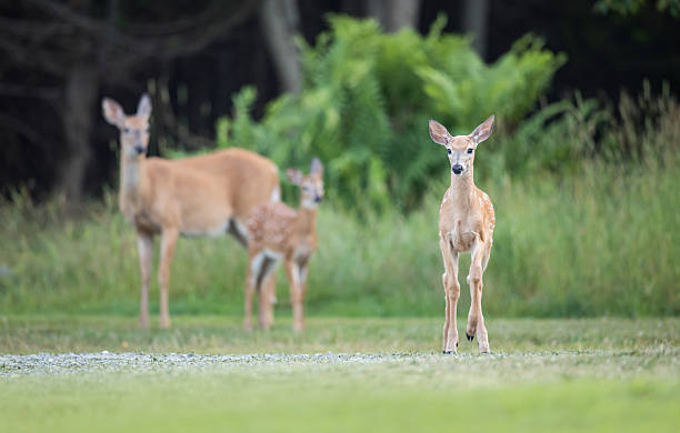 istock White-tailed Deer Fawn 2253416760