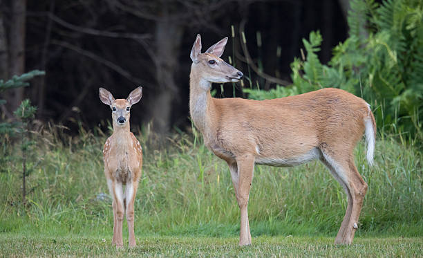 istock White-tailed Deer Fawn 2253416765