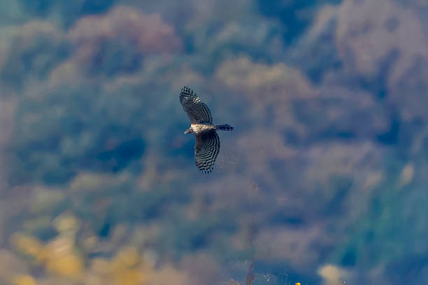 istock Hawk in flight over a meadow on the background of mountains 2253417456