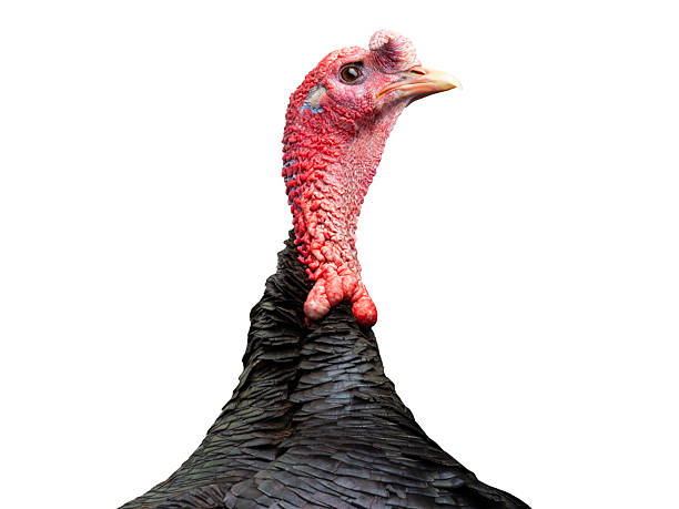 istock portrait male turkey isolated on white background 2253420679