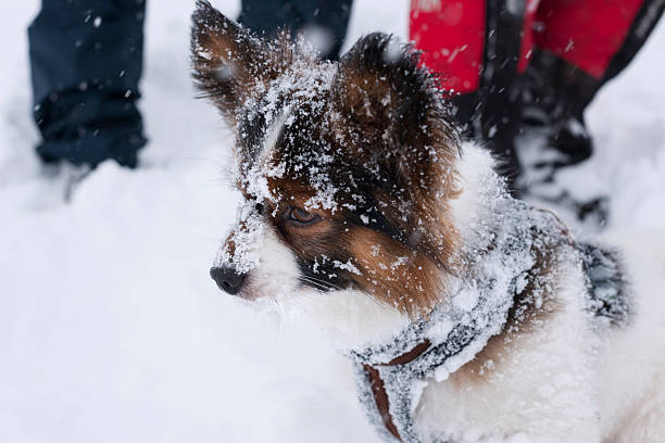 A brave small dog (papillon dog) is covered by snow due to a snowstorm in the mountains of Jotunheimen National Park in Norway in early winter (October). The image was captured with a full frame DSLR camera and a sharp lens at low ISO. The photograph is part of a series of images of Jotunheimen National Park at various seasons.