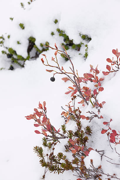 Bilberry bushes partially covered with snow