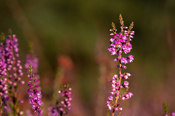 istock Close-up of heather from low angle view 2253425025