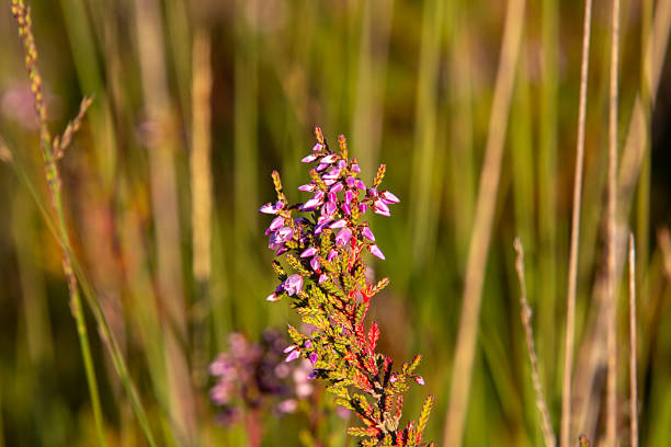 Close-up of heather from low angle view. Landscape photo of the moor of the Veluwe in the Netherlands.