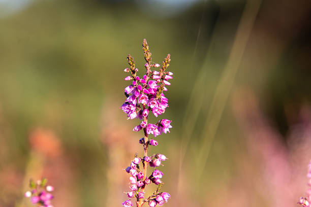Close-up of heather from low angle view. Landscape photo of the moor of the Veluwe in the Netherlands.