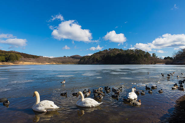 it is Frozen lake with swans and birds