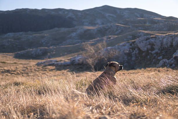 Dog in English Lake District