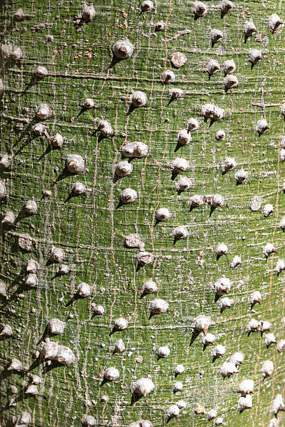 istock Close-up view of ceiba tree bark with spiky texture in a forest 2253428955
