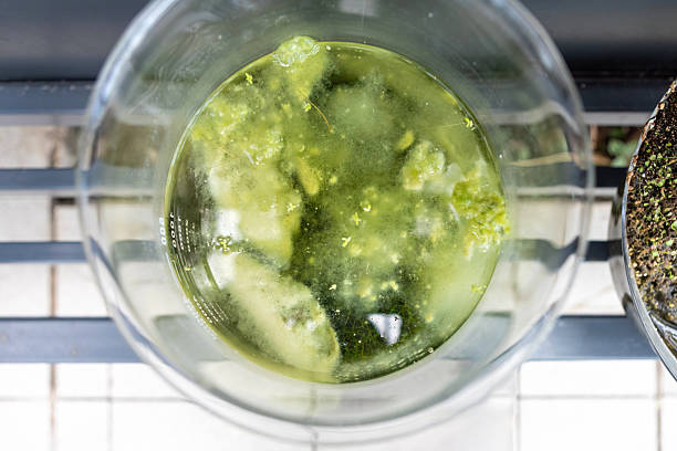 istock Water with green material in a clear bowl on a bench outside in daylight 2253428961