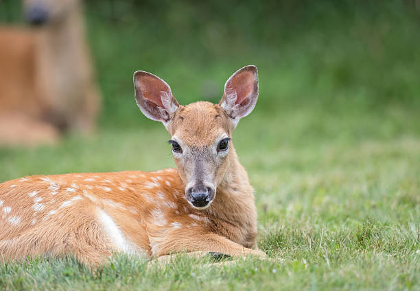 baby european fallow deer isolated on a white background