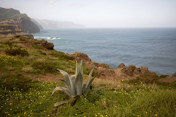 Hawaii of Europe. Dramatic seaside view of rocky shoreline, agave in the foreground, & expansive ocean waves meeting the distant misty horizon under clear sky.
