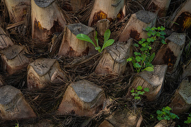 Detailed close-up of the bottom section of a palm tree trunk with cut-off fronds, showcasing intricate textures and new green shoots emerging amidst the fibrous base.