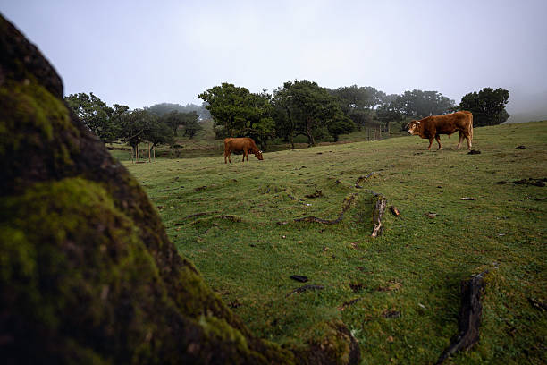 This image depicts brown cows grazing in an open, foggy meadow, surrounded by moss-covered trees, painted in soft, moody tones, evoking solitude and peace.