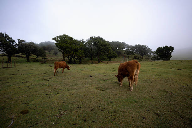 Photograph of peaceful cows grazing on an overcast day, with misty meadow in Fanal forest, capturing the essence of relaxation and quietude.