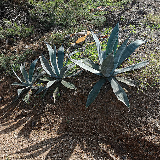 Three large agave cactus plants with blue-green spiky leaves sprawling out, situated on arid, rocky terrain with few green shrubs around. Travel destinations and exotic views.