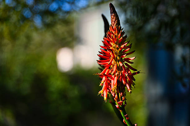 Close up of a red torch lily flower blooming outdoors, with vibrant petals and soft natural background, selective focus and shallow depth of field.