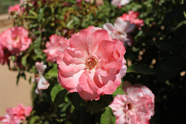 istock Colorful flowers Alhambra July 2024 2253433631