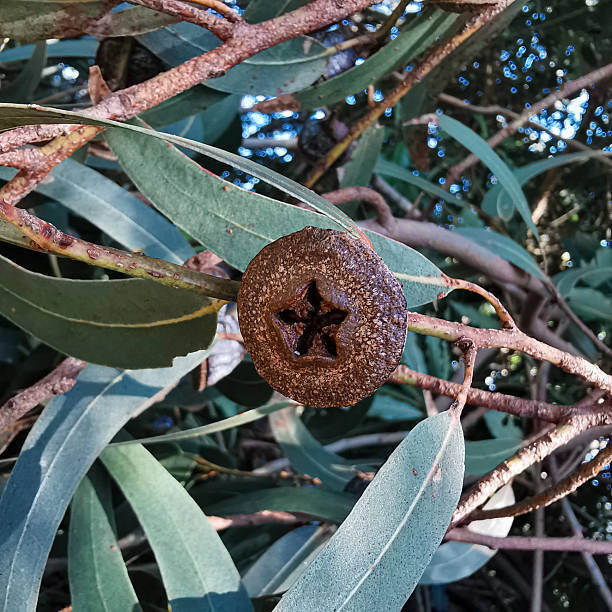 Funchal Botanical Garden biodiversity. Brown eucalyptus fruit with star-shaped top, elongated green leaves, nestled within the branches of the eucalyptus tree.