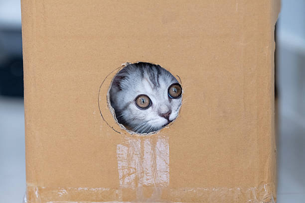 Cat head inside the cardbord box. Adorable kitten hiding in the box.