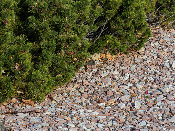 Rock garden. In the garden, among the boulders and pebbles, different varieties of cacti grow. In the background you can see an old building built of natural stone.