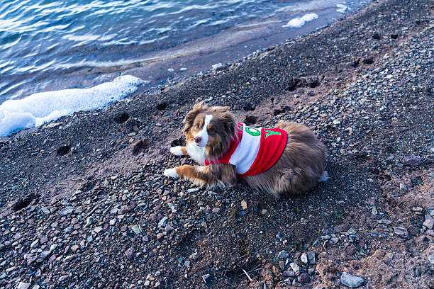 Dog lying down along lake shore with Christmas outfit on.