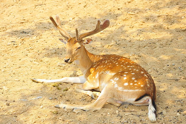 istock The deer in the park 2253439255