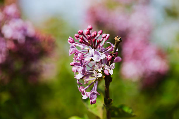 purple lilac bush flover closeup