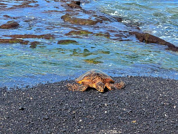 istock Green Sea Turtle in Hawaii 2253439469