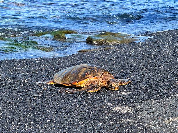 A sea turtle swimming in the sea
