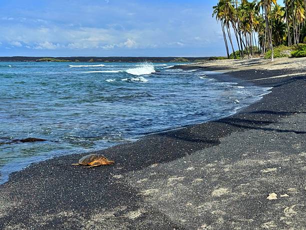istock Green Sea Turtle in Hawaii 2253439483