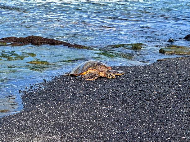 istock Green Sea Turtle in Hawaii 2253439494