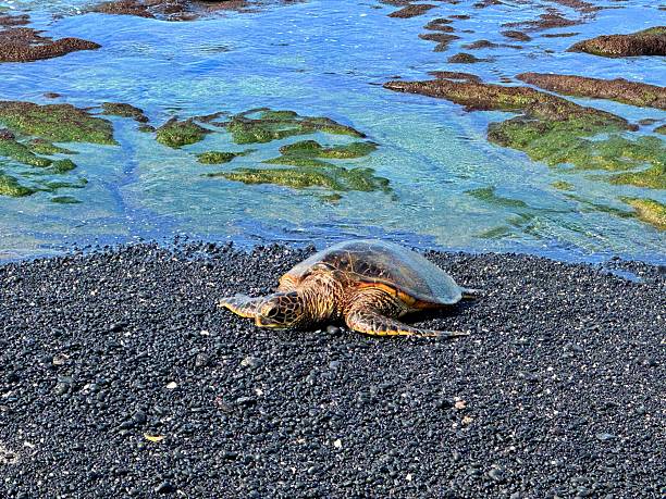 A shot of an Hawaiian sea turtle swimming over coral reef peacefully. Taken in Kauai, Hawaii, during the day.