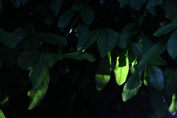 Close-up of green leaves illuminated epically by sunlight