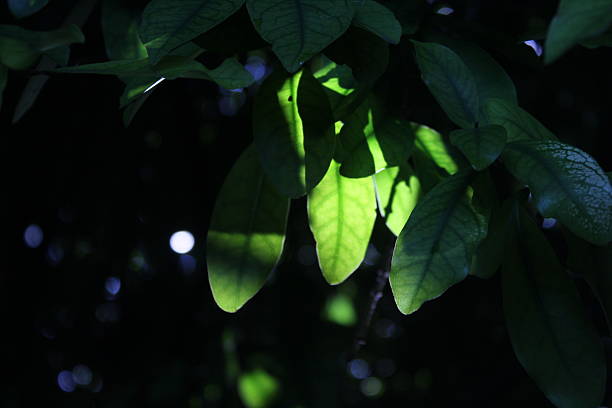 Close-up of green leaves illuminated epically by sunlight
