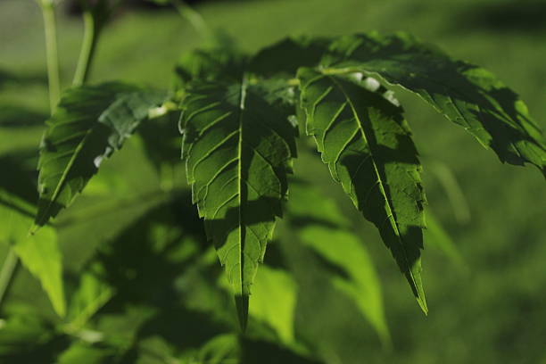 Close-up of green leaves illuminated epically by sunlight